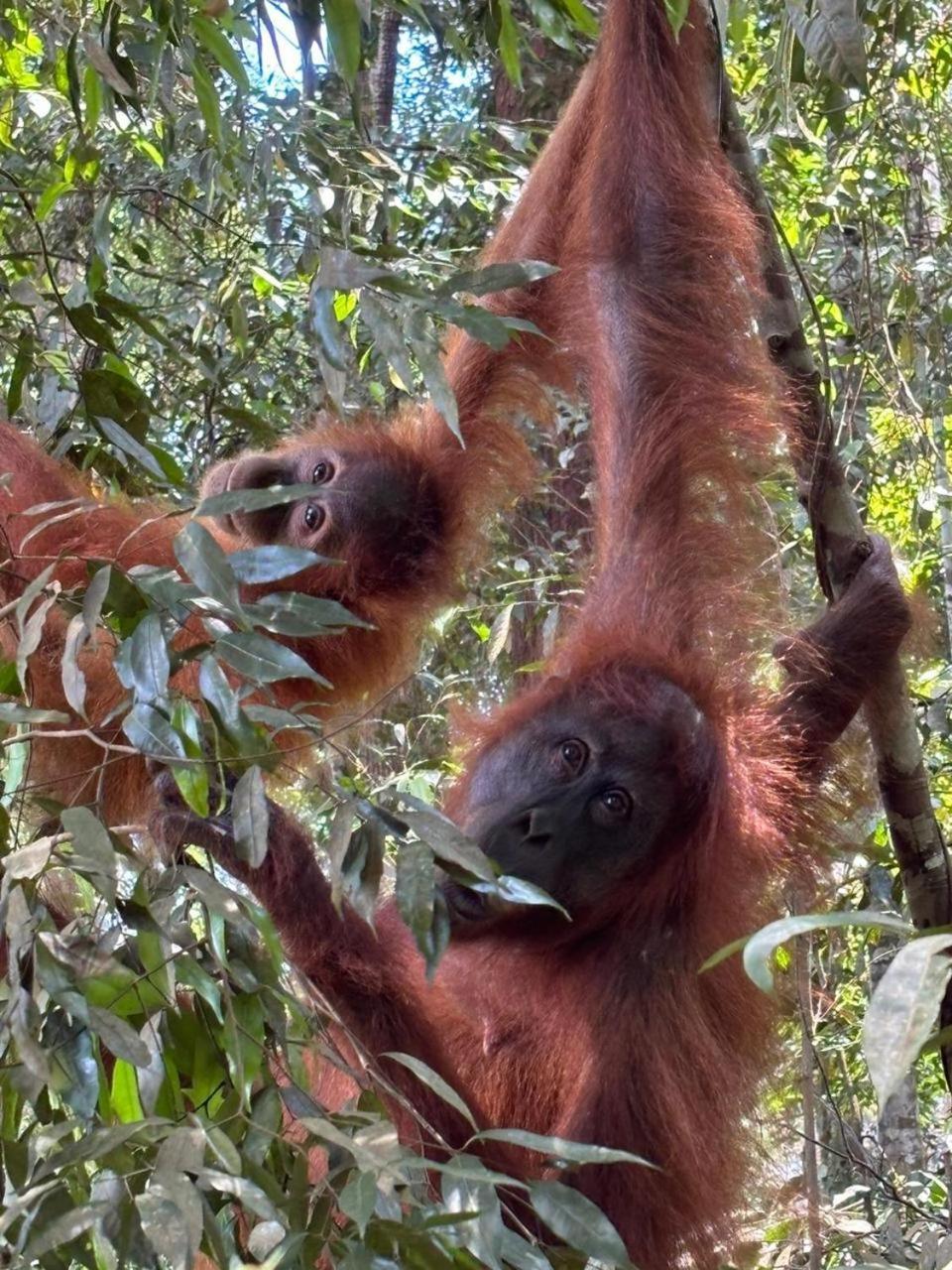 Indra Valley Inn Bukit Lawang Eksteriør bilde